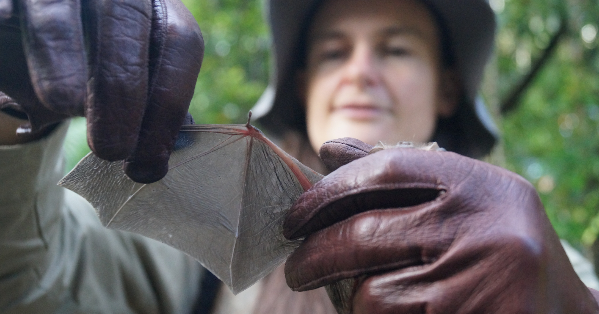WIRES Assists Gumbaynggirr Country Weave Roosts For Threatened Bat Species