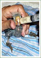 Chimney Chicks