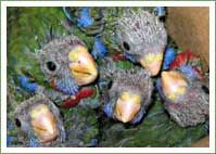 Chimney Chicks