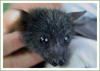 Update on flying fox pups rescued two weeks ago