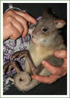 Rufous or Rat? 