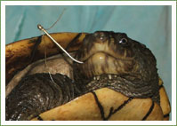 Sassy the saw shelled turtle