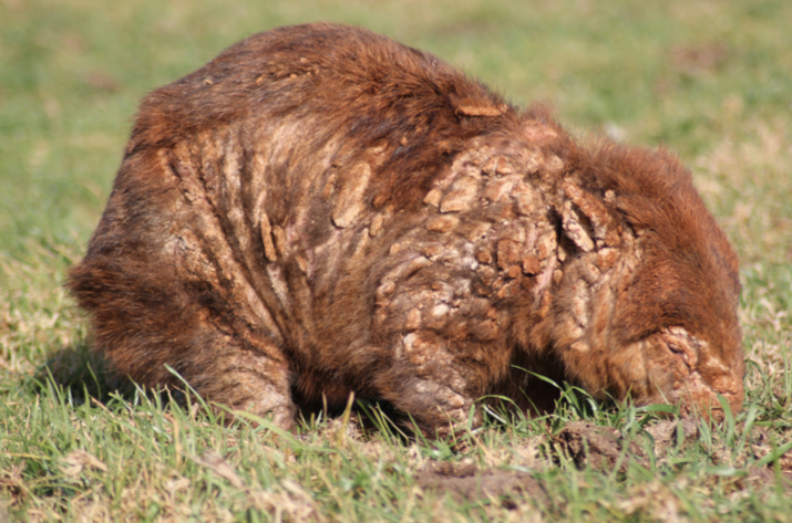 Safeguarding Australia's Cherished Wombats: A Compassionate Collaboration