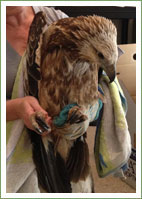 Sea-eagle inland rescue
