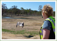 Sea-eagle inland rescue