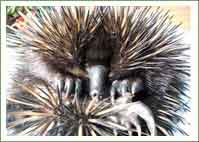 Echidna found stuck in a jar 