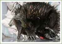 Echidna found stuck in a jar 
