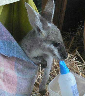 WIRES Clarence Valley calls for more volunteers to help save local native wildlife