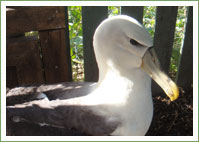 Shy Albatross collides with yacht