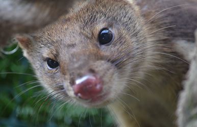 Spotted-tailed quoll in western Sydney