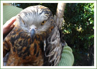 Square-tailed Kite