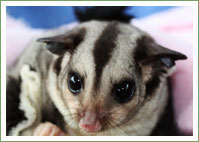 Orphaned Squirrel Glider 