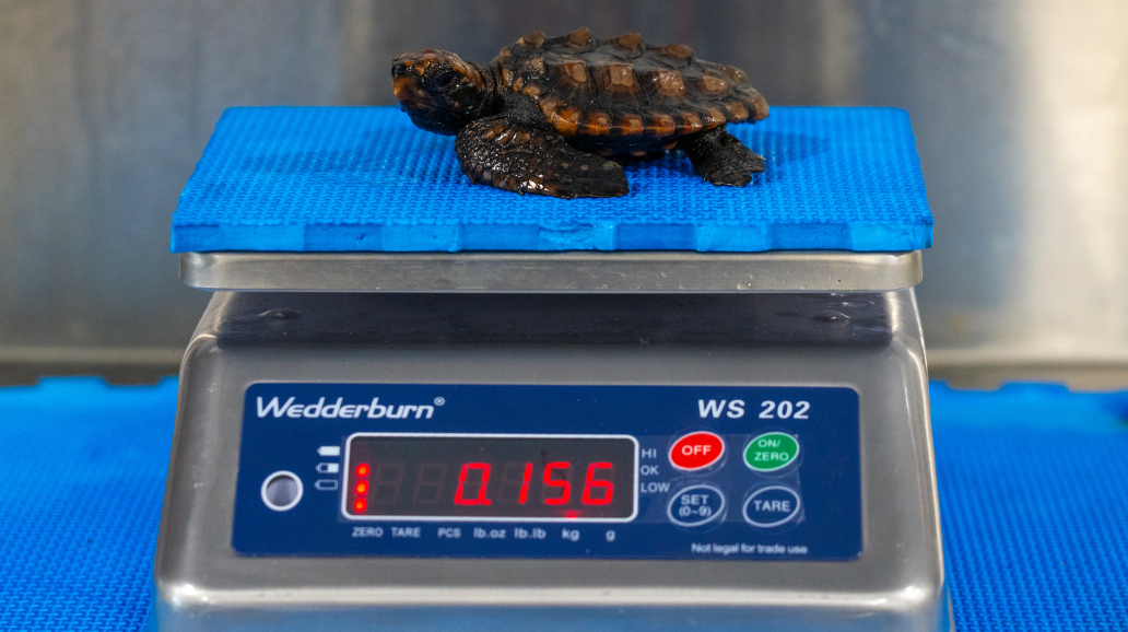 A 24/7 Emergency Rescue Service dedicated to wildlife - thanks to you. 