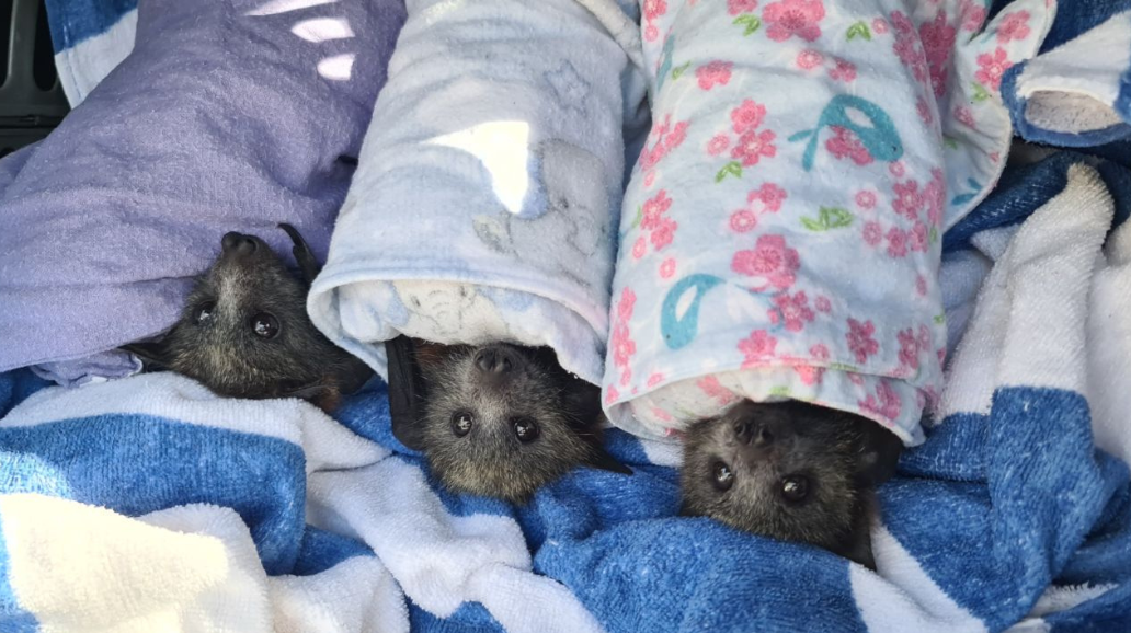 A 24/7 Emergency Rescue Service dedicated to wildlife - thanks to you. 