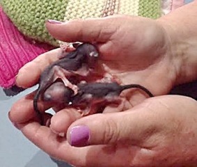 Sugar Glider Wildlife Blog WIRES