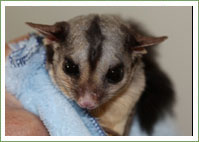 Sugar Glider - Rough start to the year