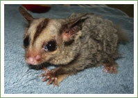 Bushfire Survivor 