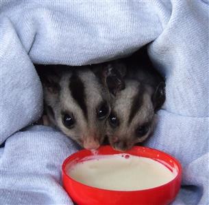 Wildlife Food Fund - Help feed wildlife in care