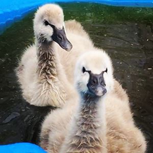 cygnet swan