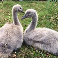 Black Swan Cygnets