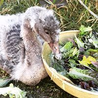 Black Swan Cygnets