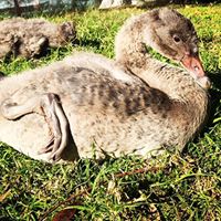 Black Swan Cygnets