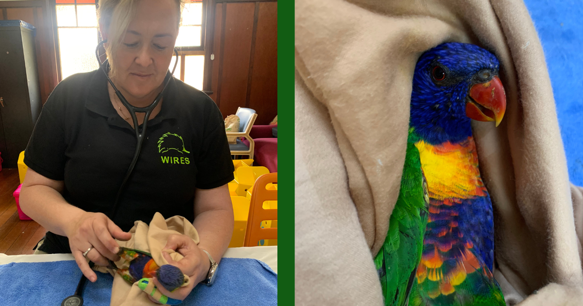 WIRES Vet Dr. Tania Bishop's Wildlife Journey