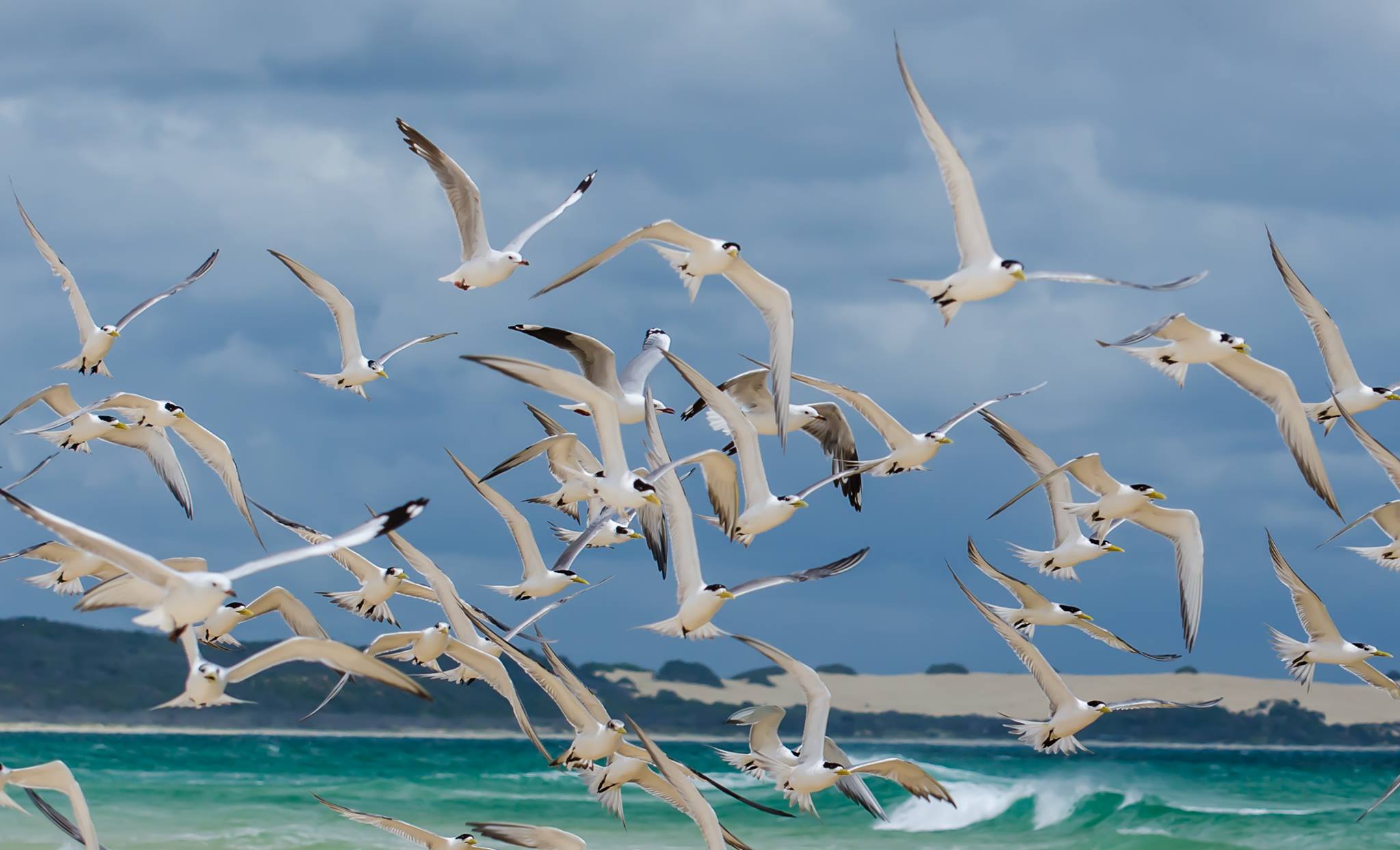 Being prepared is critical to reduce the wildlife impacts of a H5N1 outbreak in Australia