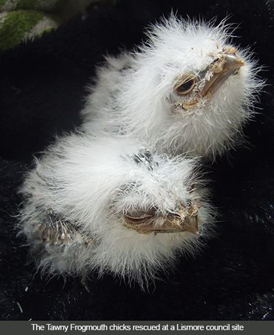Native animals are calling all heroes