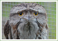 Tawny Frogmouth Entangled