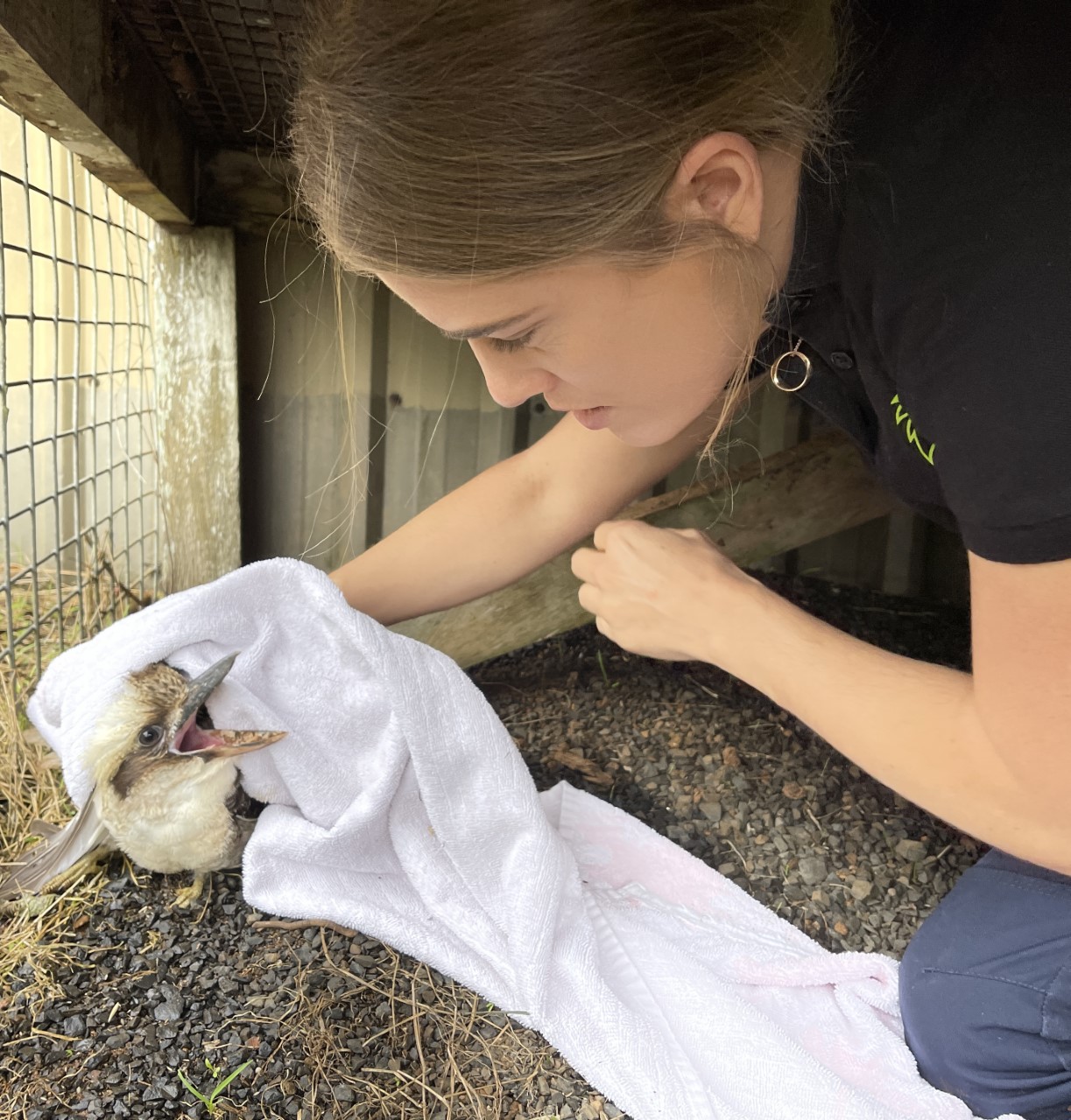 A 24/7 Emergency Rescue Service dedicated to wildlife - thanks to you. 