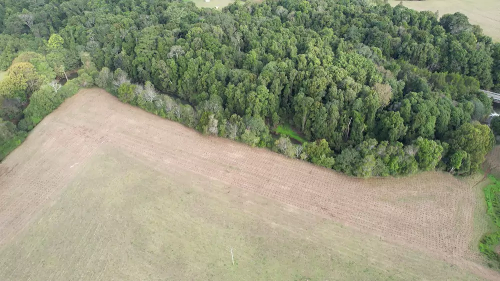 Your donations are regenerating rainforests