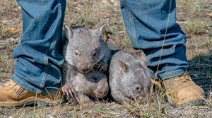 Help us save wombats