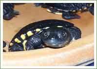 Turtle Hatchlings