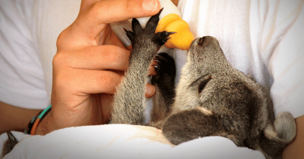 Answering the Call of Australia’s Wildlife