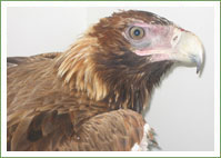 Wedge-tailed Eagle rescued in western Sydney