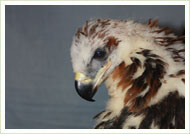 Wedge-tailed Fledgling 