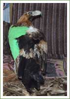Wedge-tailed Eagle crashes through windscreen