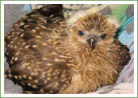 Whistling Kite Chick