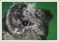 Nightjar chick rescued in caravan park 
