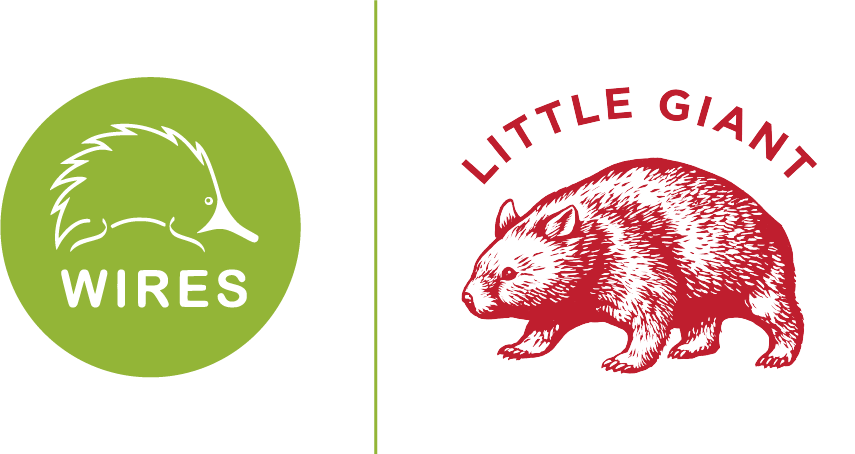 Join the fight to save wombats from mange