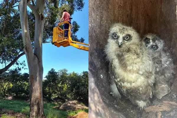 Boobook owl chicks reunited