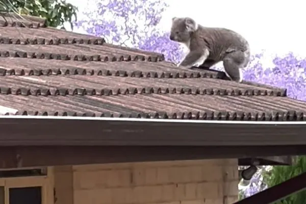 A strong new voice for koala protection