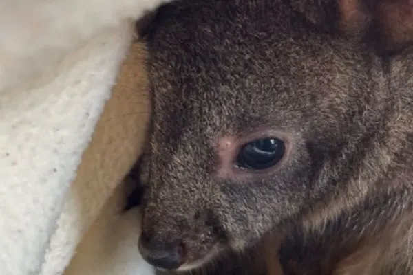 Orphaned pademelon gets his second chance in the wild