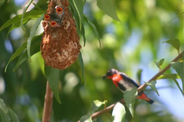 Restoring wildlife corridors with your help