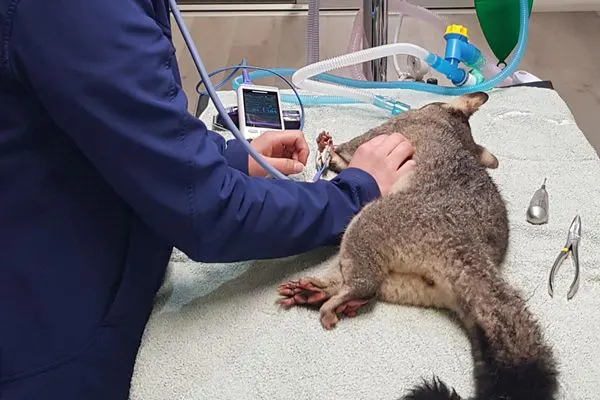 WIRES Triage Course equips Vet nurses with wildlife-saving skills!
