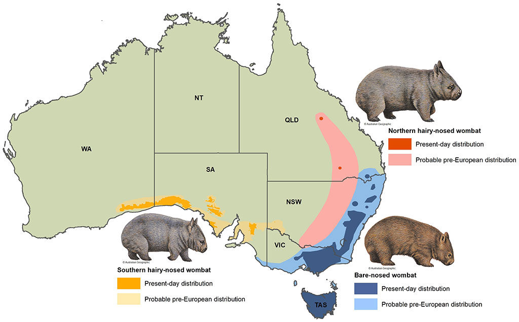 Join the fight to save wombats from mange