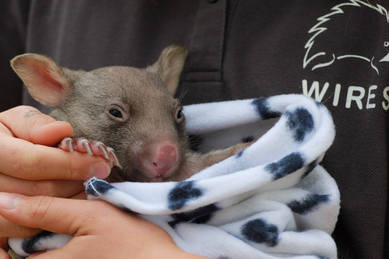 Safeguarding Australia's Cherished Wombats: A Compassionate Collaboration