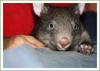 Cedar Creek wombat 
