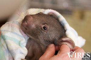 Bushfire-animal rescue